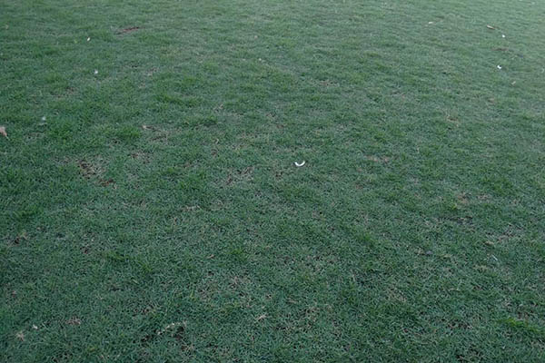 Jual Rumput Golf